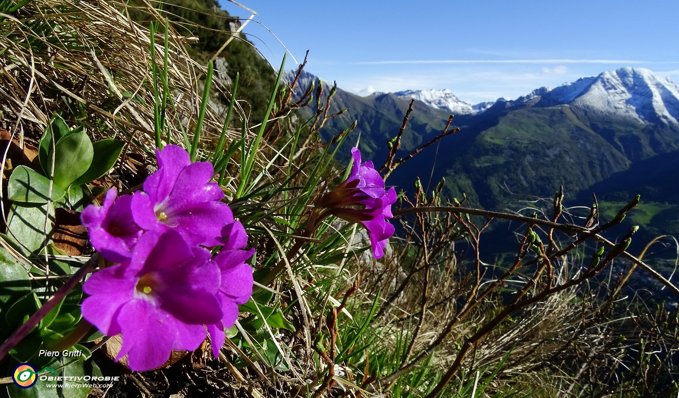 11 Primula di Lombardia con Arera sullo sfondo.JPG -                                